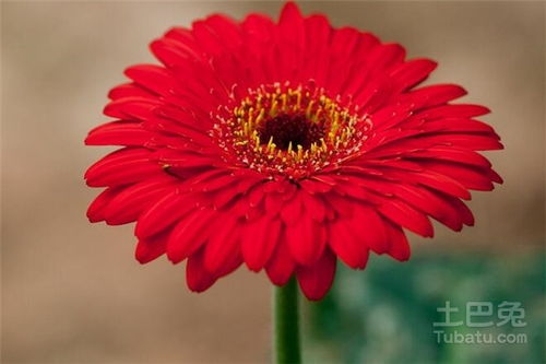 土壤选择，有讲究