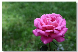 52个城市选择月季为市花的原因