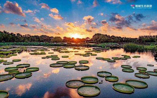 荷塘月色，睡莲翩翩