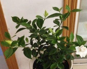 幸福树换盆四步走，轻松养护更茂盛！