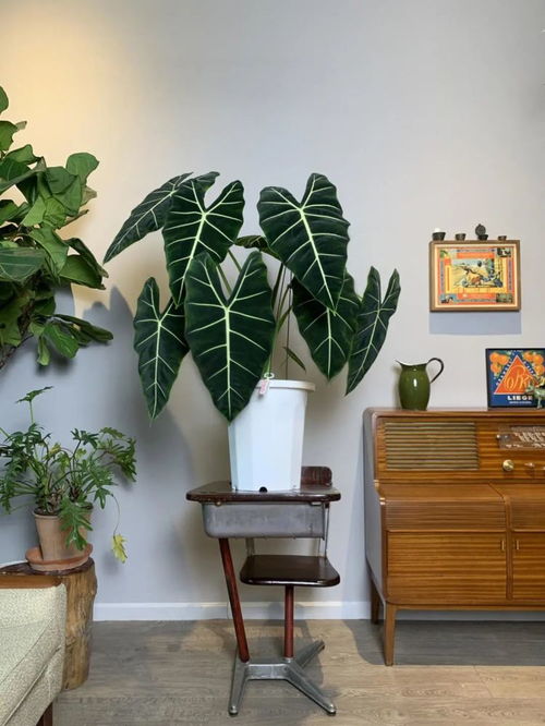 耐阴花卉：那些默默守护我们眼睛的绿精灵