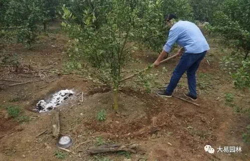 底肥的作用大不大？