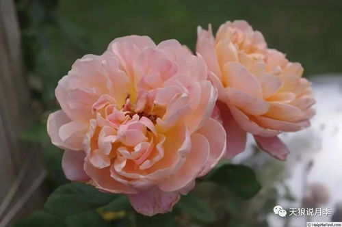 遥远的鼓声，鼓声从何而来？