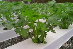 夏日微凉， 蔬菜种植指南：23度下的绿色乐园