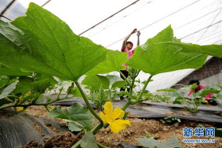 3. 瓜类蔬菜：夏天的清凉小食