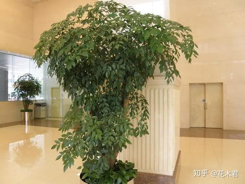新购幸福树掉叶严重怎么办？如何挽救掉叶的幸福树