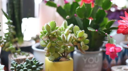 生命力顽强，适应各种环境