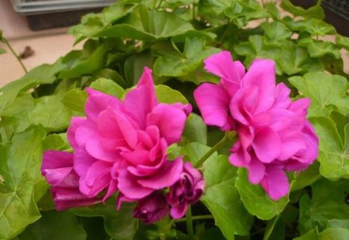 河北保定的牡丹根块与铁筷子花