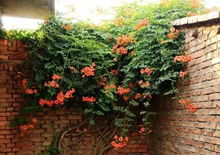 凌霄花：攀援Neng力强， 花开鲜艳
