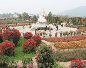 月季在新余的栽植与传承