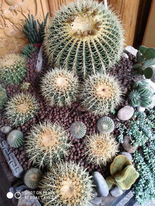 牡丹江张大姐的笨办法