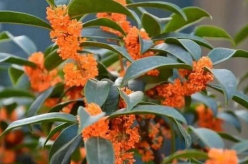 如何种出富贵籽，让花开富贵？