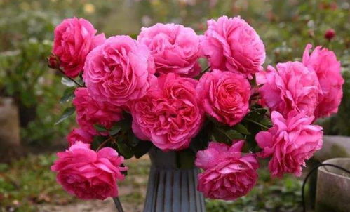 伊芙伯爵月季：月季中的始祖， 美丽动人