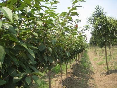 除草剂有好多种类，dou得kan成分