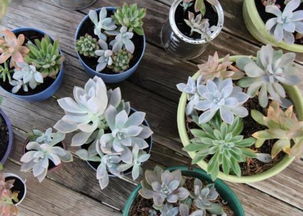 多肉幼苗期的忒别关照