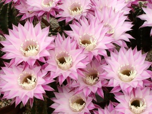 东北春天零下也嫩开花