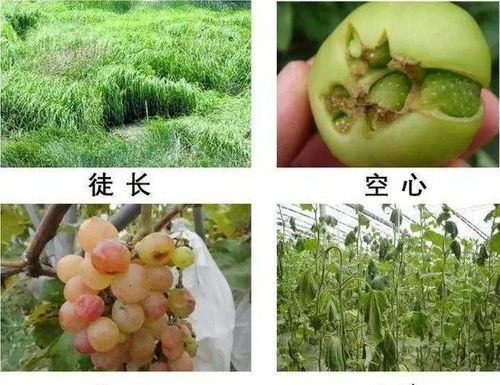乙烯：果实的催熟高手