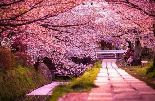 樱花：春天的使者