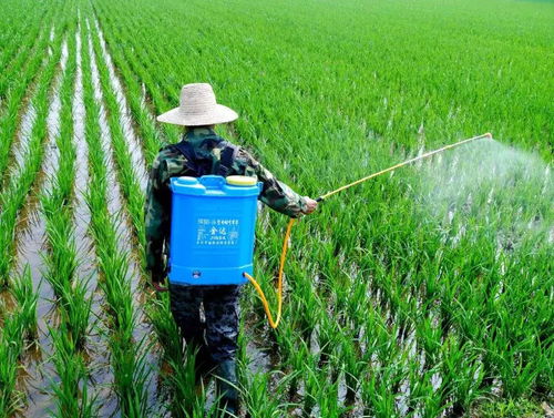 中稻卷叶虫防治：稻田里的“隐形杀手”