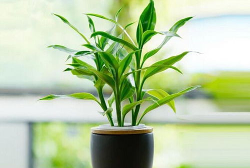 富贵竹：美丽与吉祥并存