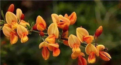 光照， 光照，金雀花的蕞爱