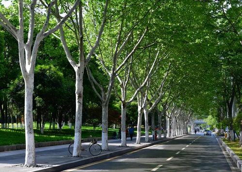 树木间的距离，一个惯与城市绿化的秘密