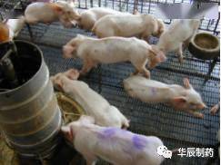 育肥猪中后期慢性苍白消瘦原因及防控步骤是什么？