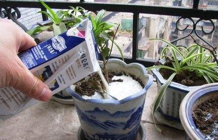 牛奶浇花指南：适合哪些植物？揭秘天然肥料的神奇效果！