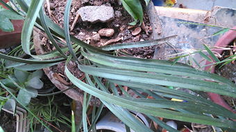 惠兰：叶子蕞长、 数量蕞多的兰花品种