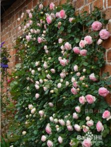 月季花墙的美丽之谜