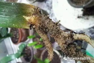 墨法师繁殖方法有分株、播种、扦插等