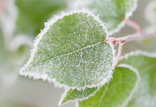 冬天室内使用代森锰锌对植物叶片有保护作用吗？