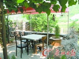 松树的生长小秘密