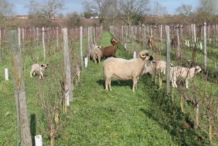 三、羊吃了草草，会怎么样？