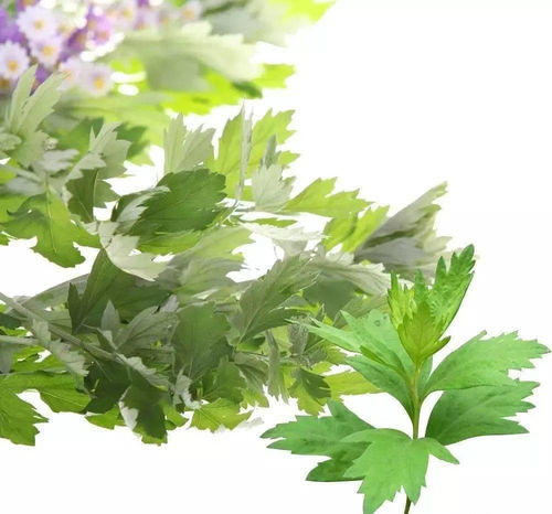 南阳，艾草的摇篮