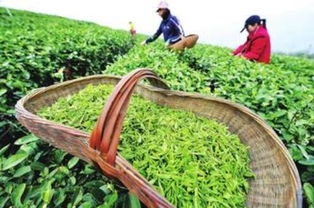 揭秘茶叶种植秘籍：如何种出顶级茶油？