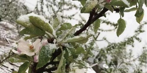 倒春寒和高温天的应对