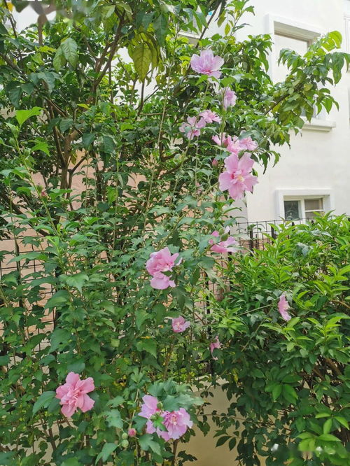 重点推荐：芨芨草花