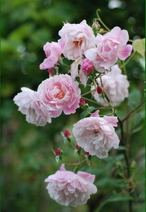 玛丽·德拉尼：一位独特的18世纪艺术家