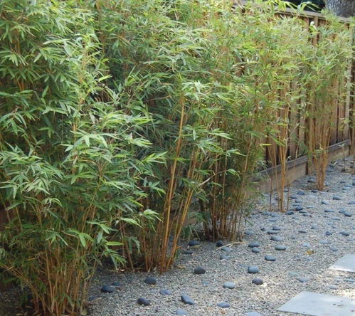 哪种竹子适合庭院种植，盘点六种适合家养的竹子有哪些