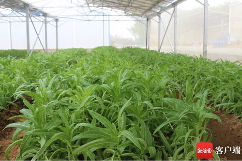 茴香种植的时间选择