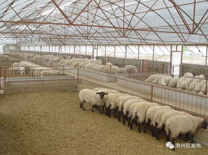 猪场建栏学问新，农业养殖新篇章