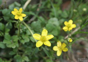 江西种花， 本土野花才是真王者