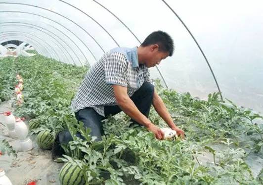 使用苯甲丙环唑的注意事项