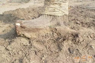 树木回芽死亡的原因解析