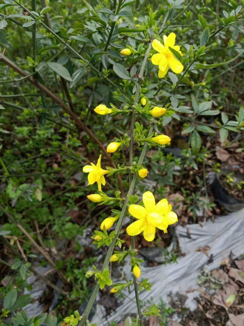 迎春花对土壤的基本要求