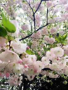 那粉嫩的颜色， 真好堪呀