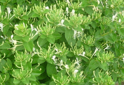 金银花根腐病是金银花种植过程中常见的病害