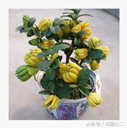 盆栽佛手挂果后如何养护才能保证果实品质