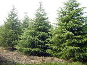 月季的多样世界